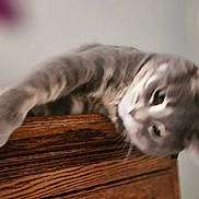 Yayo is registered to the contest to win money with this photo: animal, blur, cat, closeup, cozy, curious, domestic, ears, face, feline, furniture, gray_tabby, indoor, paw, pet, relaxed, sleepy, soft, whiskers, wood