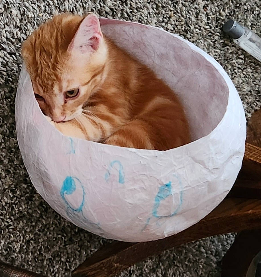 Mr Poppers is registered to the contest to win money with this photo: carnivore, cat, cat_bed, cat_supply, comfort, dishware, domestic_short_haired_cat, fawn, felidae, fur, mixing_bowl, paw, pet_supply, serveware, sitting, small_to_medium_sized_cats, tail, whiskers