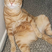 Mr Poppers joined the competition — help win amazing prizes! animal, carpet, cat, closeup, cute, ears, feline, flash, fur, ginger_cat, home, indoor, paw, pet, relaxed, sitting, tabby, tail, wall, whiskers