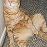 Mr Poppers joined the competition — help win amazing prizes! animal, carpet, cat, closeup, cute, ears, feline, flash, fur, ginger_cat, home, indoor, paw, pet, relaxed, sitting, tabby, tail, wall, whiskers
