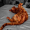 animal, background, bed, blanket, cat, color_contrast, comfort, domestic, feline, fur, ginger_cat, household, indoor, paw, pet, playful, relaxed, resting, sleeping_position, tail