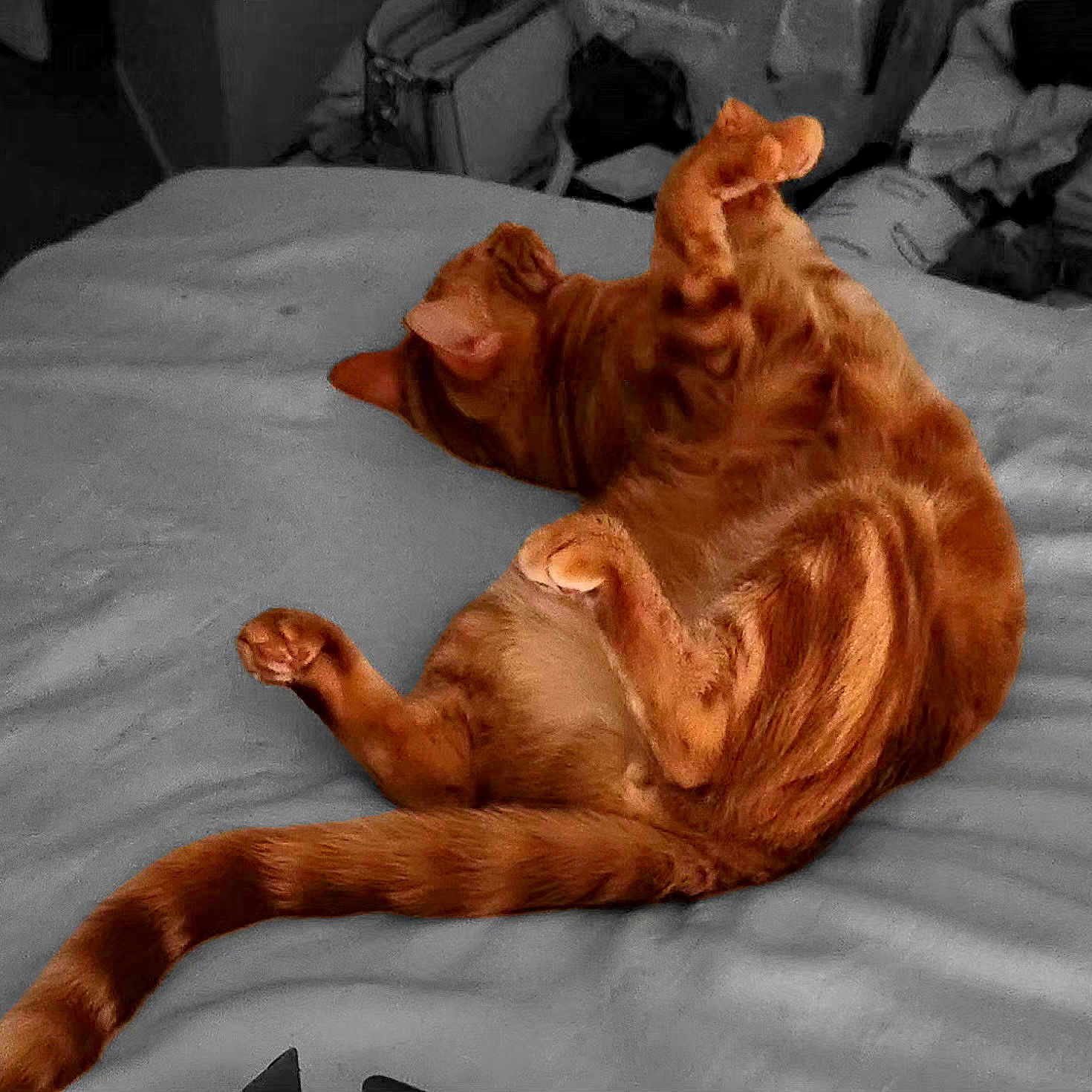 Mr Poppers joined the competition — help win amazing prizes! animal, background, bed, blanket, cat, color_contrast, comfort, domestic, feline, fur, ginger_cat, household, indoor, paw, pet, playful, relaxed, resting, sleeping_position, tail