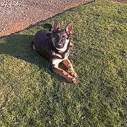 Indian participe au concours pour gagner de l'argent avec cette photo : alert, animal, canine, curious, daylight, dog, ears_up, fur, german_shepherd, grass, ground, laying_down, nature, outdoor, pet, playful, puppy, shadow, sunlight, young