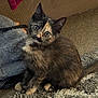 kitten, cat, tortoiseshell, fur, carpet, blanket, towel, indoor, pet, cute, animal, sitting, looking, young, feline, whiskers, ears, tail, domestic, comfort