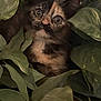 Raven is registered to the contest to win money with this photo: kitten, cat, tortoiseshell, leaf, plant, greenery, curious, eyes, pet, animal, indoor, nature, feline, young, cute, fur, whiskers, portrait, closeup, hiding