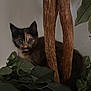 kitten, cat, tortoiseshell, wood, branches, green_leaves, plant, indoor, curious, animal, pet, feline, shy, eyes, nature, closeup, young_animal, hiding, dim_light, cute