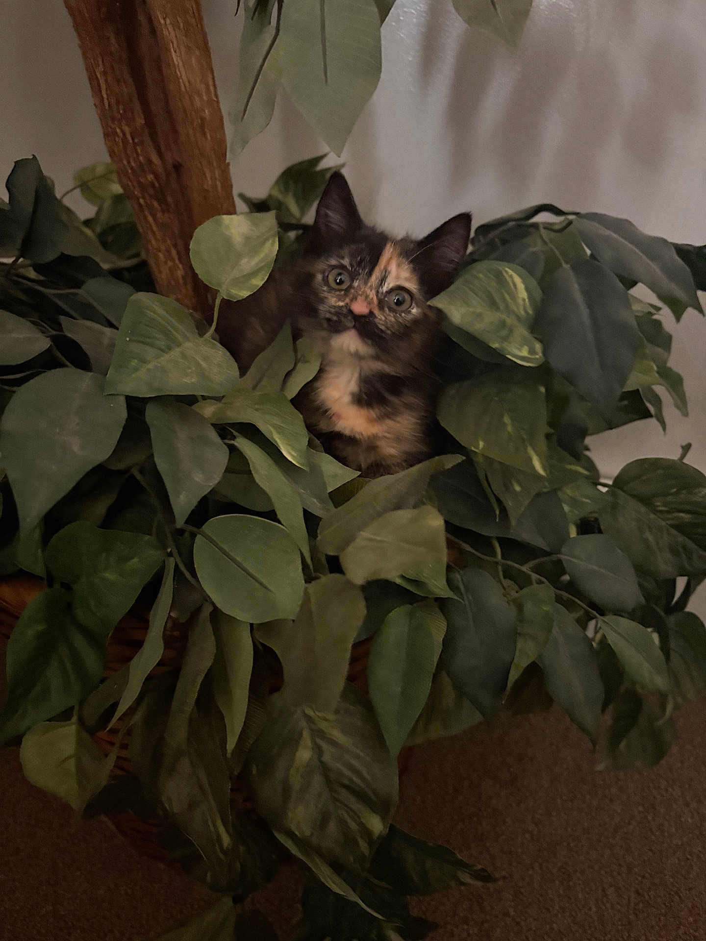 Raven joined the competition — help win amazing prizes! kitten, cat, tortoiseshell, plant, leaves, indoor, curious, green, feline, pet, houseplant, nature, hiding, cute, animal, closeup, basket, fur, eyes, whiskers