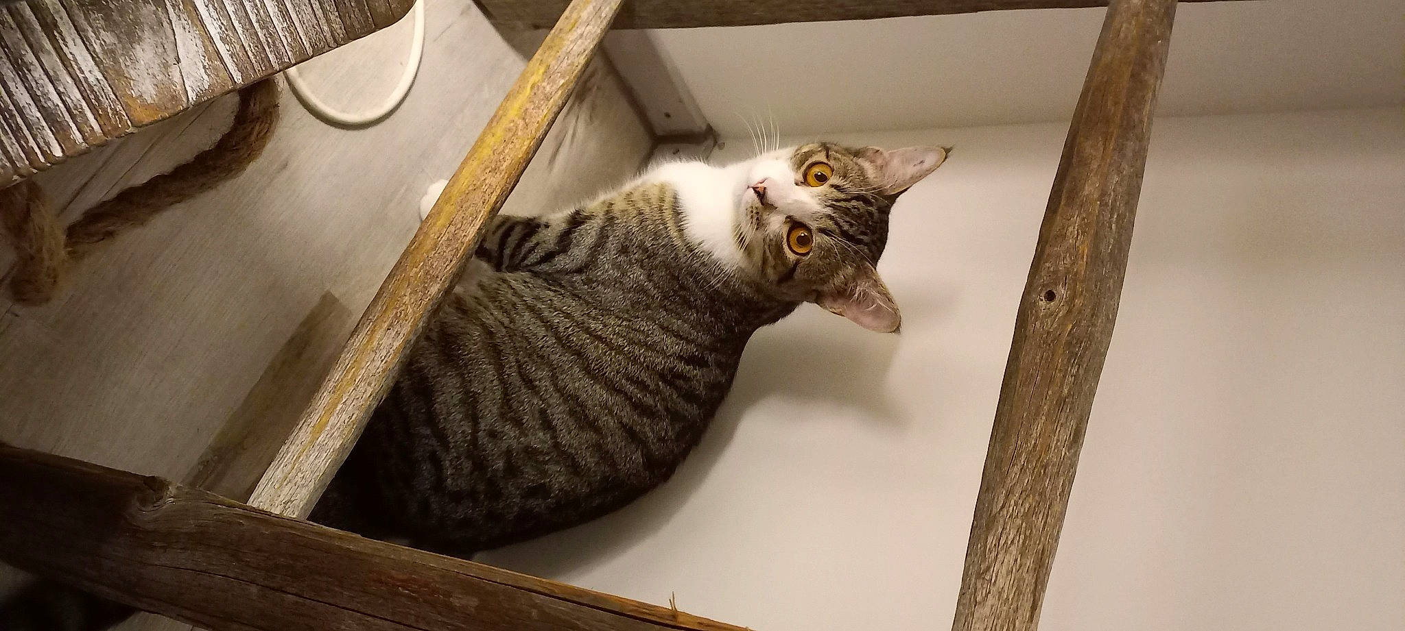 Meïko a rejoint le concours — aidez-le/la à gagner de superbes lots ! carnivore, cat, cat_supply, comfort, domestic_short_haired_cat, felidae, fur, grey, hardwood, paw, pet_supply, room, small_to_medium_sized_cats, snout, table, tail, whiskers, window, wood