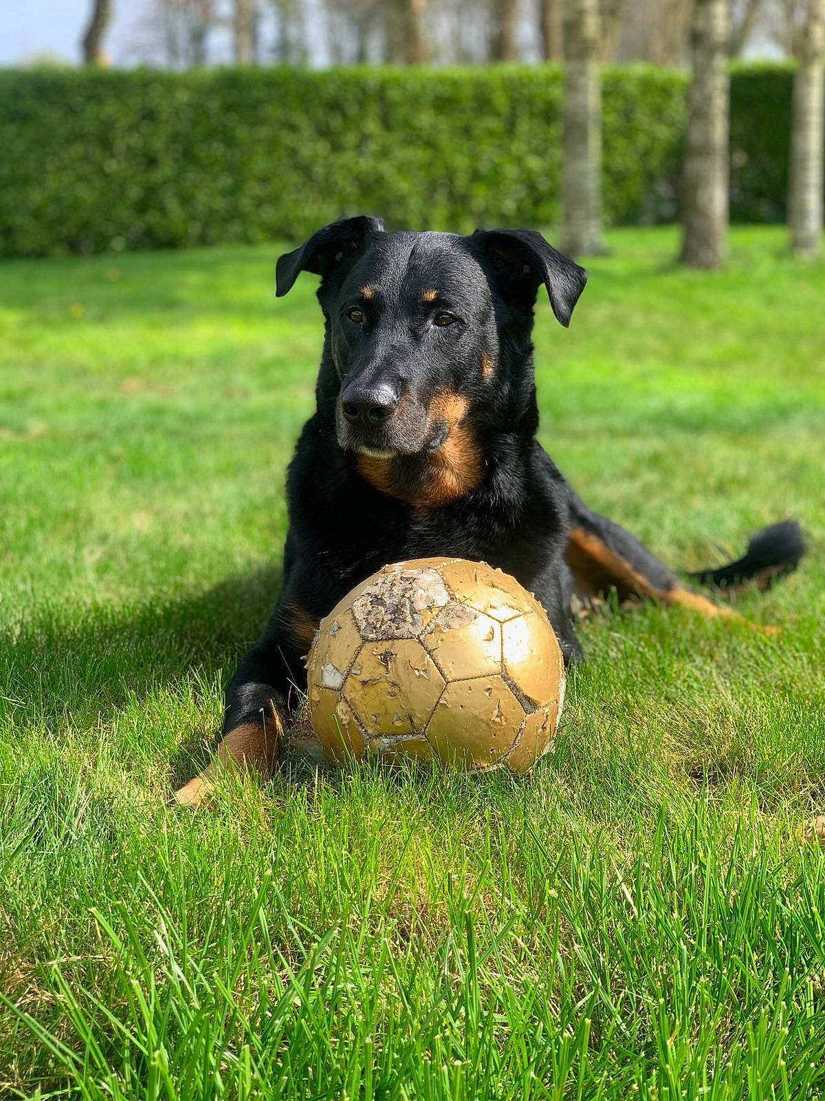 Marley a rejoint le concours — aidez-le/la à gagner de superbes lots ! ball, canidae, carnivore, companion_dog, dog, dog_breed, football, grass, grassland, lawn, people_in_nature, plant, snout, soccer, soccer_ball, sporting_group, sports_equipment, sports_toy, tree, working_animal