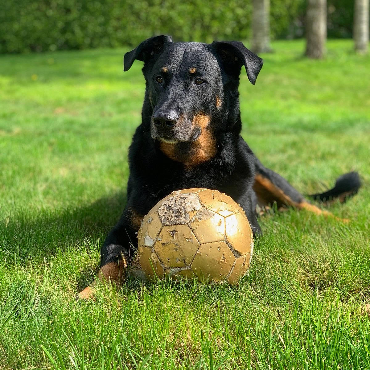 Tyson participe au concours pour gagner de l'argent avec cette photo : ball, carnivore, companion_dog, dog, dog_breed, football, grass, grassland, guard_dog, lawn, people_in_nature, personal_protective_equipment, plant, soccer, soccer_ball, sporting_group, sports_equipment, terrestrial_animal, working_animal, working_dog