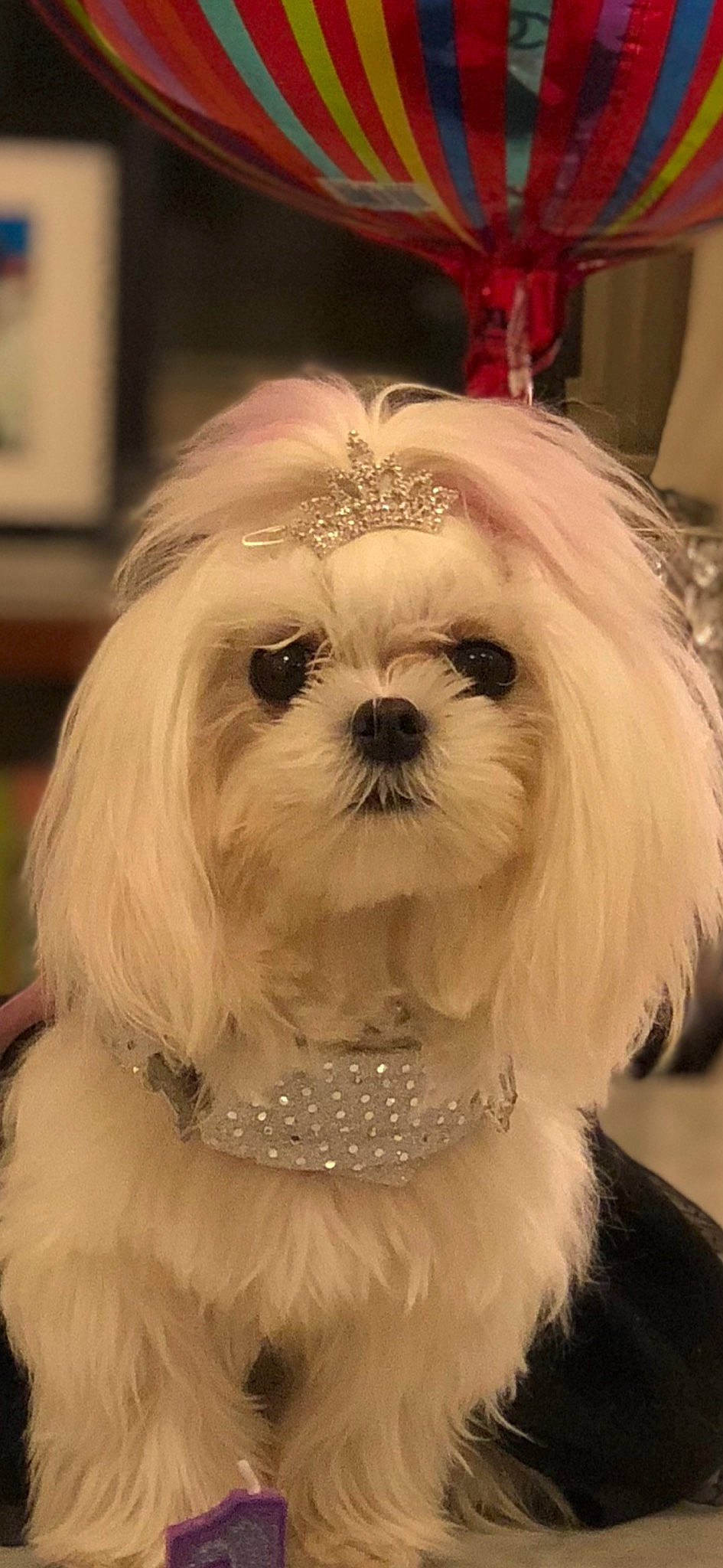 Tequila Sunrise joined the competition — help win amazing prizes! bichon, bolonka, canidae, carnivore, chinese_imperial_dog, companion_dog, dog, dog_breed, havanese, kyi_leo, lhasa_apso, lowchen, maltepoo, maltese, mammal, morkie, puppy, shih_tzu, snout, vertebrate