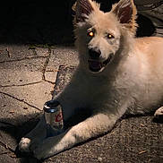 Georgia joined the competition — help win amazing prizes! dog, can, night, outdoor, pavement, light_reflection, animal, pet, fur, shadow, smile, paws, concrete, dark, glowing_eyes, texture, happy, lying_down, beverage, can_holder