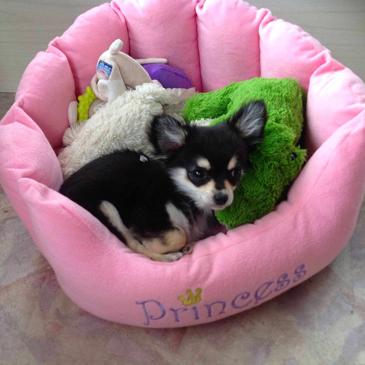 Jorgio