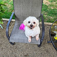 Kokla is registered to the contest to win money with this photo: dog, small_dog, white_dog, fluffy, outdoor_chair, patio, grass, gravel, smiling_dog, pink_tail, mesh_chair, backyard, pet, can, glass_table, animal, sitting, happy, cute, furniture