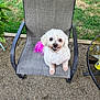 dog, small_dog, white_dog, fluffy, outdoor_chair, patio, grass, gravel, smiling_dog, pink_tail, mesh_chair, backyard, pet, can, glass_table, animal, sitting, happy, cute, furniture