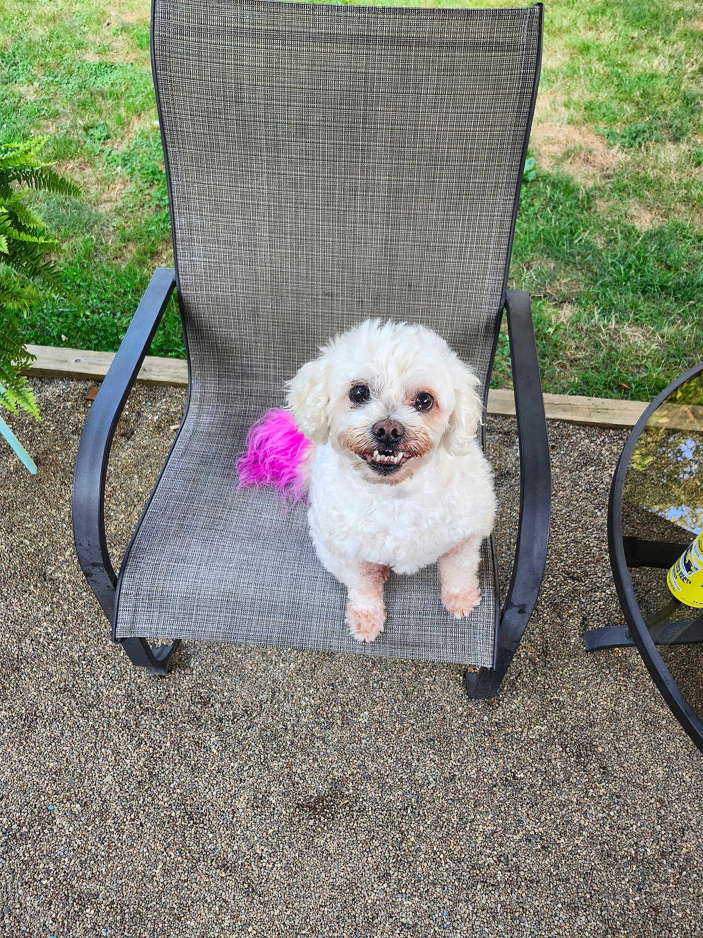 Kokla is registered to the contest to win money with this photo: dog, small_dog, white_dog, fluffy, outdoor_chair, patio, grass, gravel, smiling_dog, pink_tail, mesh_chair, backyard, pet, can, glass_table, animal, sitting, happy, cute, furniture
