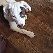 Ruby joined the competition — help win amazing prizes! dog, puppy, white_fur, brown_patch, blue_eyes, paw, hardwood_floor, indoor, pet, looking_up, curious, close_up, portrait, muzzle, ear, nose, human_foot, lying_down, domestic_animal, wooden_texture