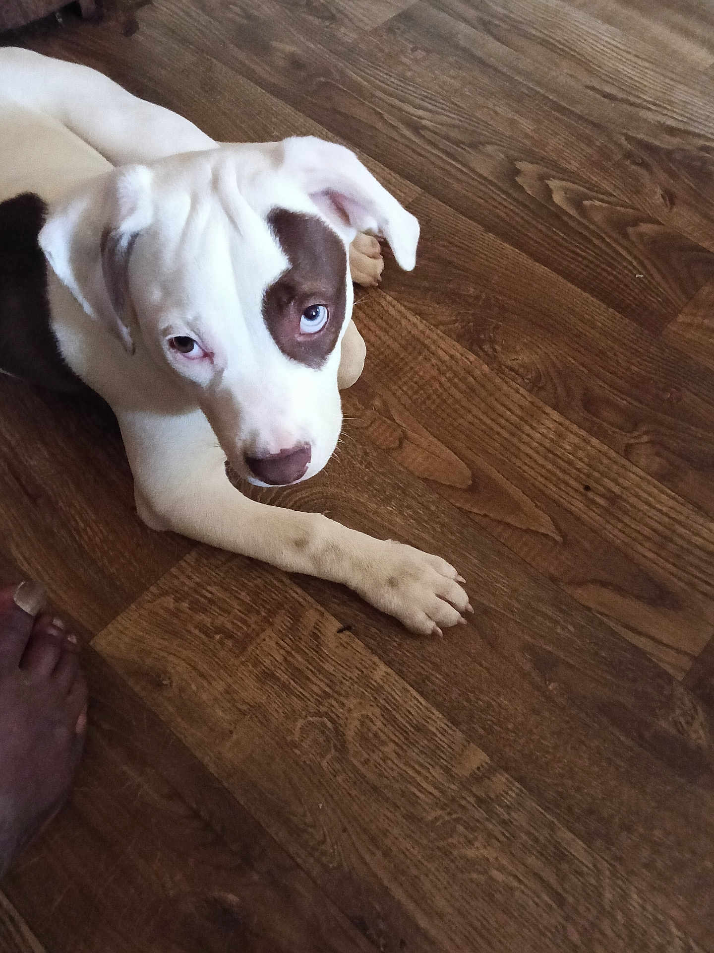 Ruby joined the competition — help win amazing prizes! dog, puppy, white_fur, brown_patch, blue_eyes, paw, hardwood_floor, indoor, pet, looking_up, curious, close_up, portrait, muzzle, ear, nose, human_foot, lying_down, domestic_animal, wooden_texture