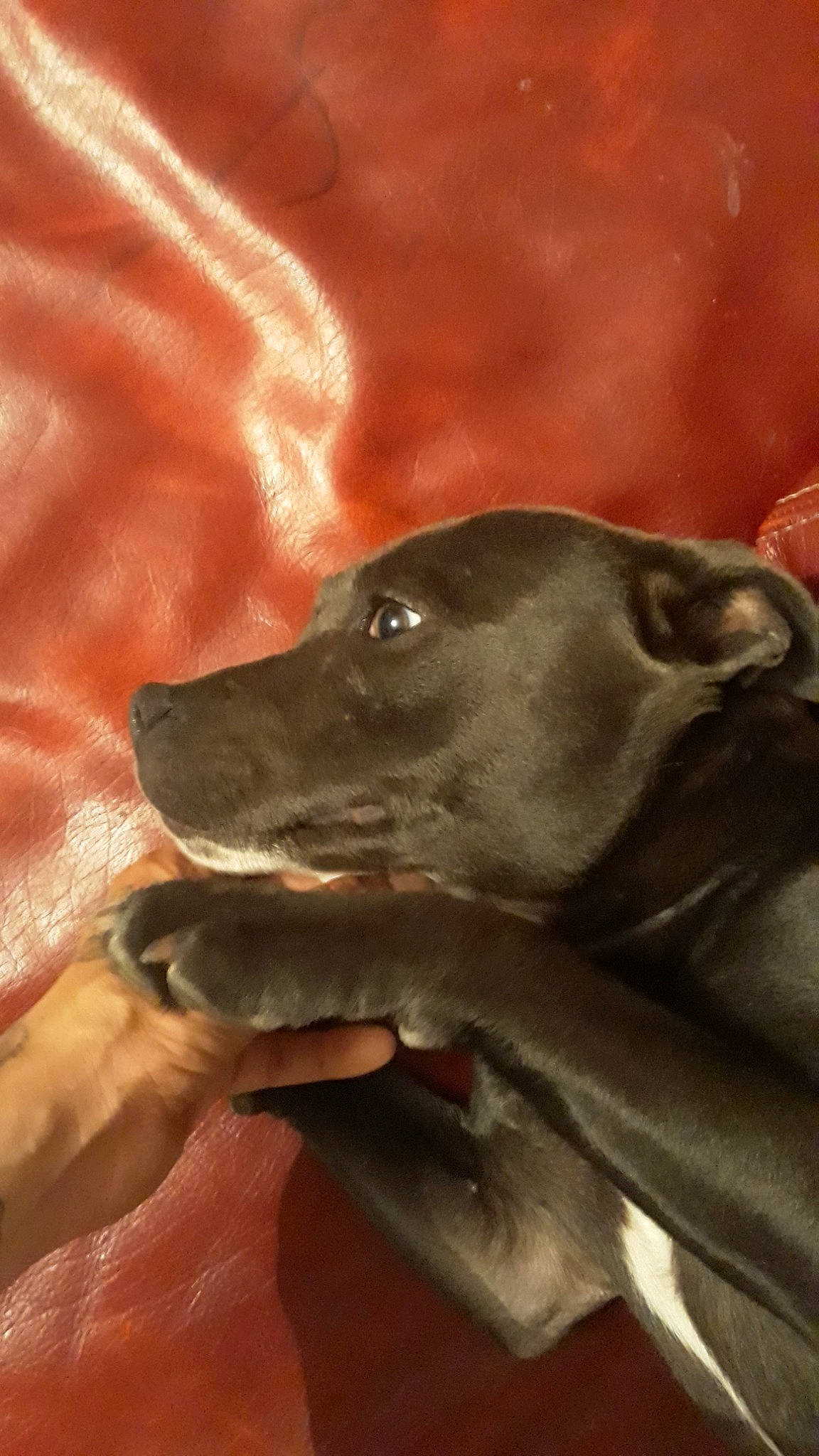 Elvira a rejoint le concours — aidez-le/la à gagner de superbes lots ! canidae, carnivore, dog, dog_breed, fawn, greyhound, italian_greyhound, lurcher, snout, sporting_group, weimaraner, whippet