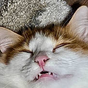 Nugget joined the competition — help win amazing prizes! cat, orange_cat, white_cat, sleeping, sleepy, close_up, pet, feline, whiskers, pink_nose, fangs, closed_eyes, fur, striped_fur, blanket, cozy, indoor, portrait, cute, relaxed