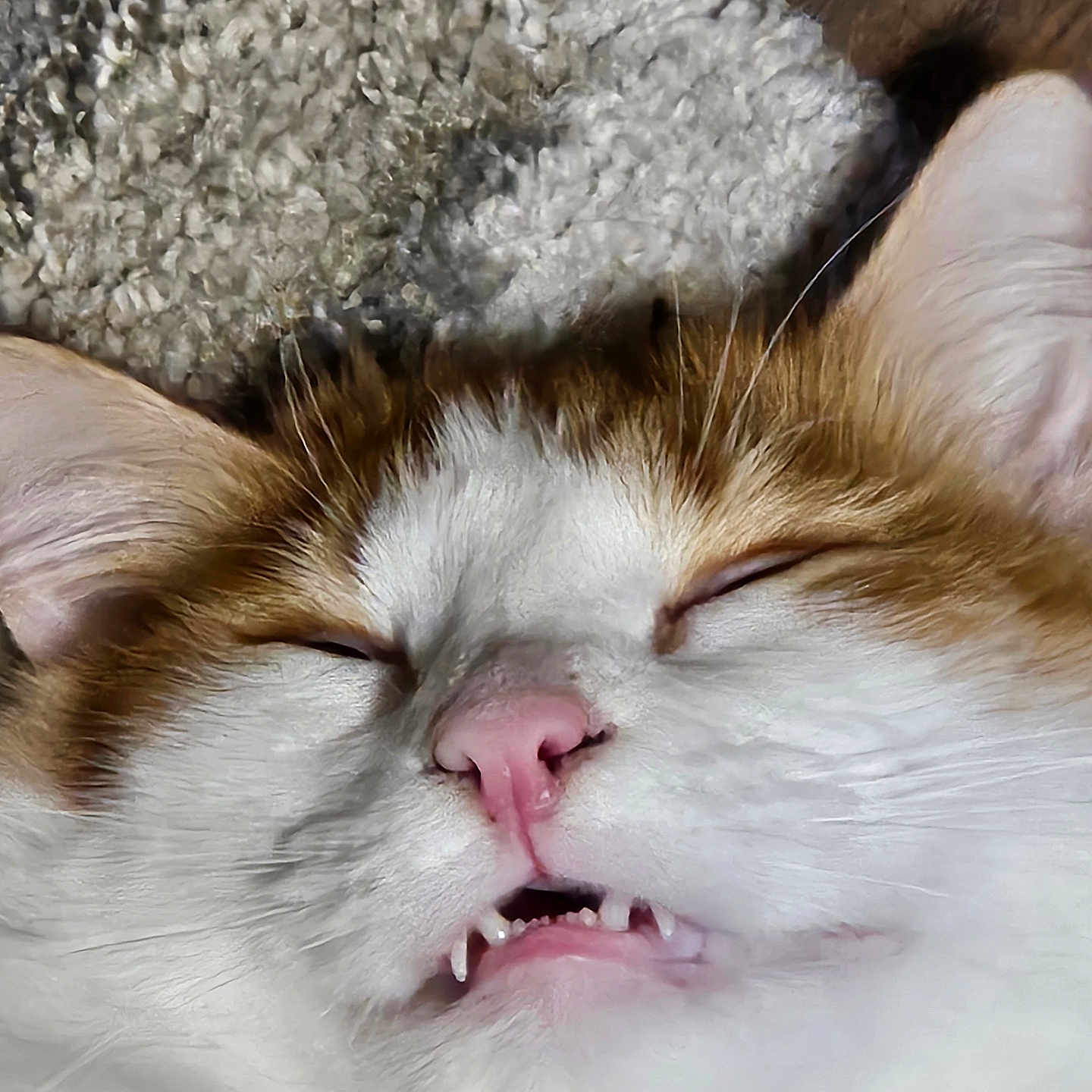 Nugget