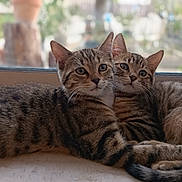 Baloo Et Buzz a rejoint le concours — aidez-le/la à gagner de superbes lots ! cats, three_cats, tabby, striped_fur, feline, pets, animals, cuddling, sleeping, sitting, window, windowsill, indoors, home, cozy, portrait, close_up, natural_light, outdoor_view, date_stamp