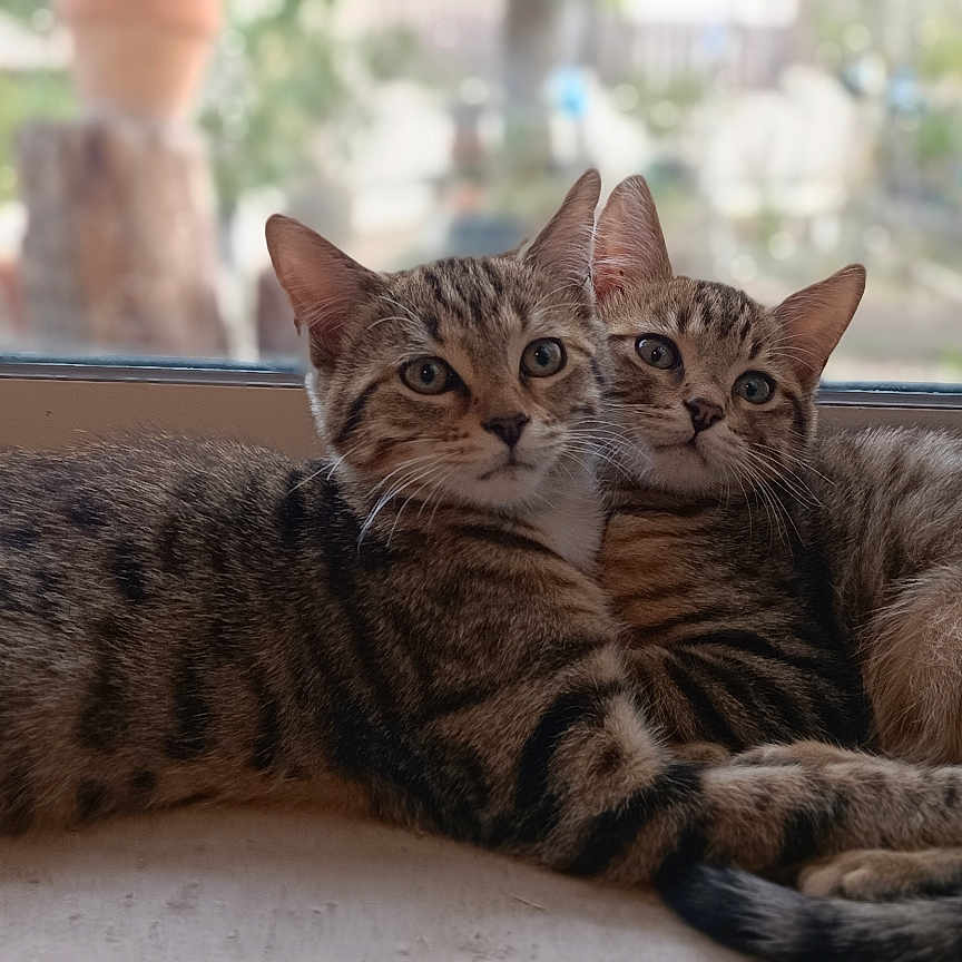 Baloo Et Buzz a rejoint le concours — aidez-le/la à gagner de superbes lots ! cats, three_cats, tabby, striped_fur, feline, pets, animals, cuddling, sleeping, sitting, window, windowsill, indoors, home, cozy, portrait, close_up, natural_light, outdoor_view, date_stamp