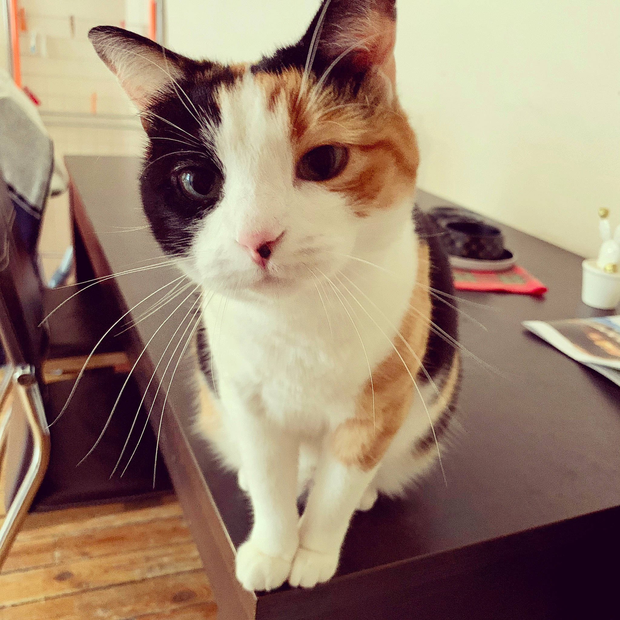 Moana participe au concours pour gagner de l'argent avec cette photo : carnivore, cat, comfort, domestic_short_haired_cat, eye, felidae, flooring, fur, hardwood, lap, paw, sitting, small_to_medium_sized_cats, snout, square, table, tail, whiskers, window, wood