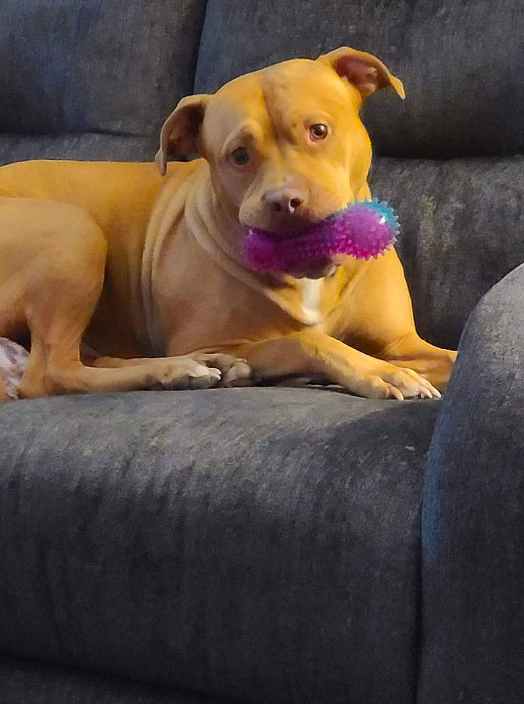 Rudy joined the competition — help win amazing prizes! canidae, carnivore, collar, companion_dog, couch, dog, dog_breed, dog_collar, dog_supply, fawn, liver, living_room, mammal, pet_supply, snout, sporting_group, whiskers, working_animal, working_dog, yellow