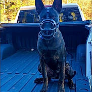 Miya is registered to the contest to win money with this photo: animal, black_and_brown, calm, canine, daytime, dog, ears, muzzle, muzzle_strap, nature, obedient, outdoor, pet, pickup_truck, quiet, sitting, sunlight, trees, vehicle, watchful