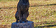 Miya is registered to the contest to win money with this photo: alert, animal, brown, canine, collar, daylight, dog, ears_up, fence, forest, grass, leaves, nature, outdoor, park, sitting, sunlight, tree_stump, trees, wood