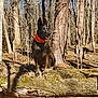 Miya joined the competition — help win amazing prizes! animal, bare_trees, bark, branch, canine, collar, daylight, dog, fallen_tree, forest, happy, nature, outdoor, pet, sitting, sunlight, tongue_out, tree, wildlife, woodland