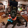 Miya joined the competition — help win amazing prizes! antlers, blanket, bone, couch, cozy, decor, dog, fireplace, furniture, home, indoor, living_room, mounted_deer, orange_collar, pet, relaxed, rustic, stone, toy, wood_floor