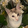 cat, kitten, animal, pet, portrait, close_up, white_fur, tabby_markings, blue_eyes, pink_nose, ears, whiskers, face, sitting, flowers, orchids, plants, greenery, indoor, photography