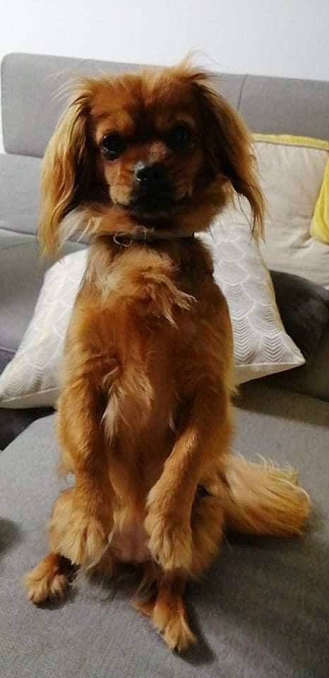 Bella participe au concours pour gagner de l'argent avec cette photo : brown_hair, canidae, carnivore, companion_dog, couch, dog, dog_breed, door, fawn, floor, flooring, fur, head, liver, paw, snout, spaniel, sporting_group, toy_dog, working_animal