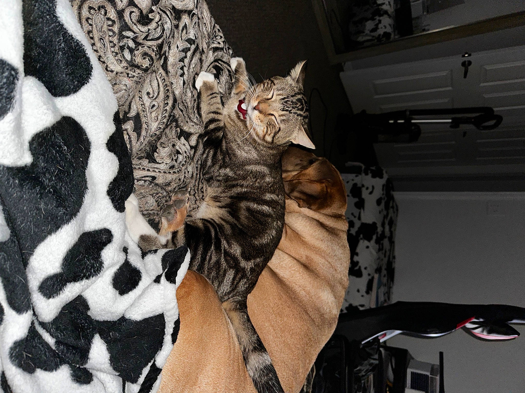 Dino is registered to the contest to win money with this photo: carnivore, cat, comfort, domestic_short_haired_cat, fawn, felidae, fur, grey, human_leg, linens, military_camouflage, pattern, paw, room, sleeve, small_to_medium_sized_cats, tail, thigh, tree, whiskers