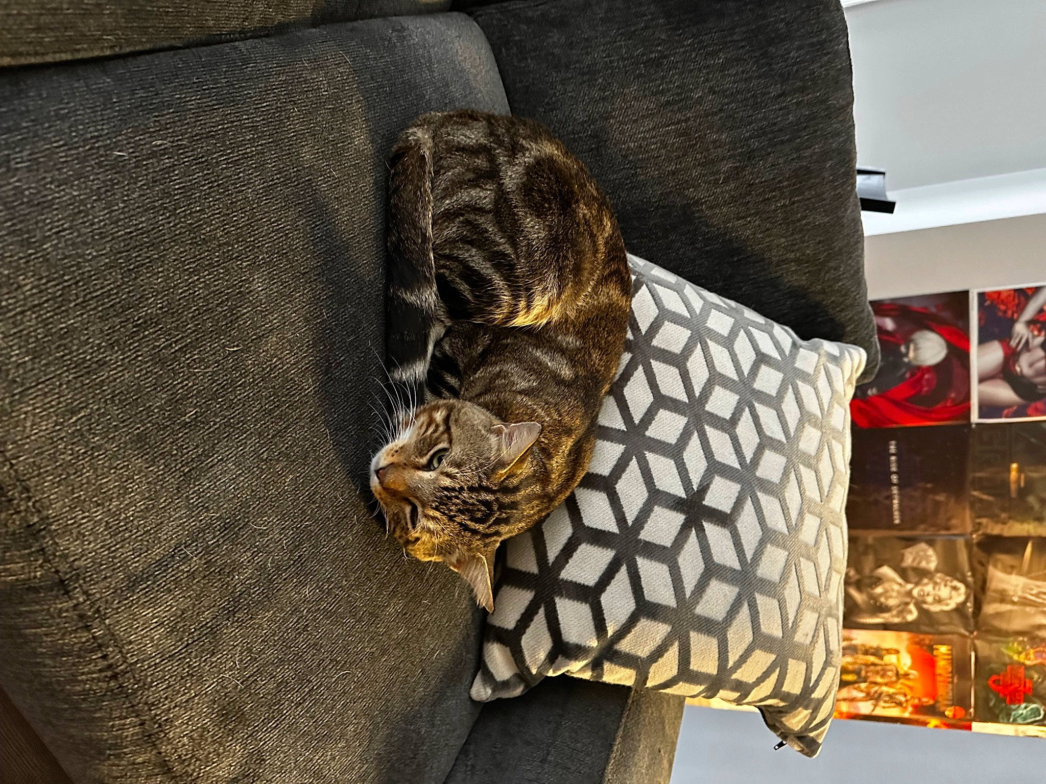 Dino is registered to the contest to win money with this photo: automotive_tire, bag, carnivore, cat, comfort, couch, fashion_accessory, felidae, fur, grey, headgear, house, metal, pattern, picture_frame, small_to_medium_sized_cats, tail, textile, tints_and_shades, wood