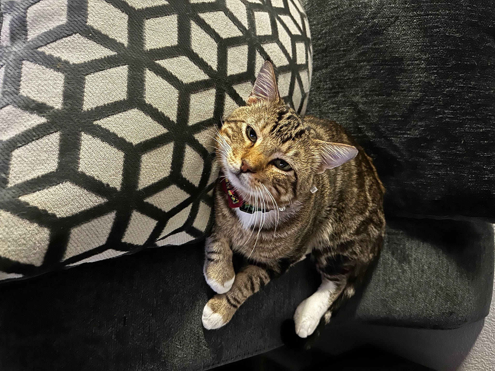 Dino is registered to the contest to win money with this photo: big_cats, carnivore, cat, claw, domestic_short_haired_cat, felidae, fur, mesh, net, pattern, sitting, small_to_medium_sized_cats, snout, tail, terrestrial_animal, whiskers, wildlife, window