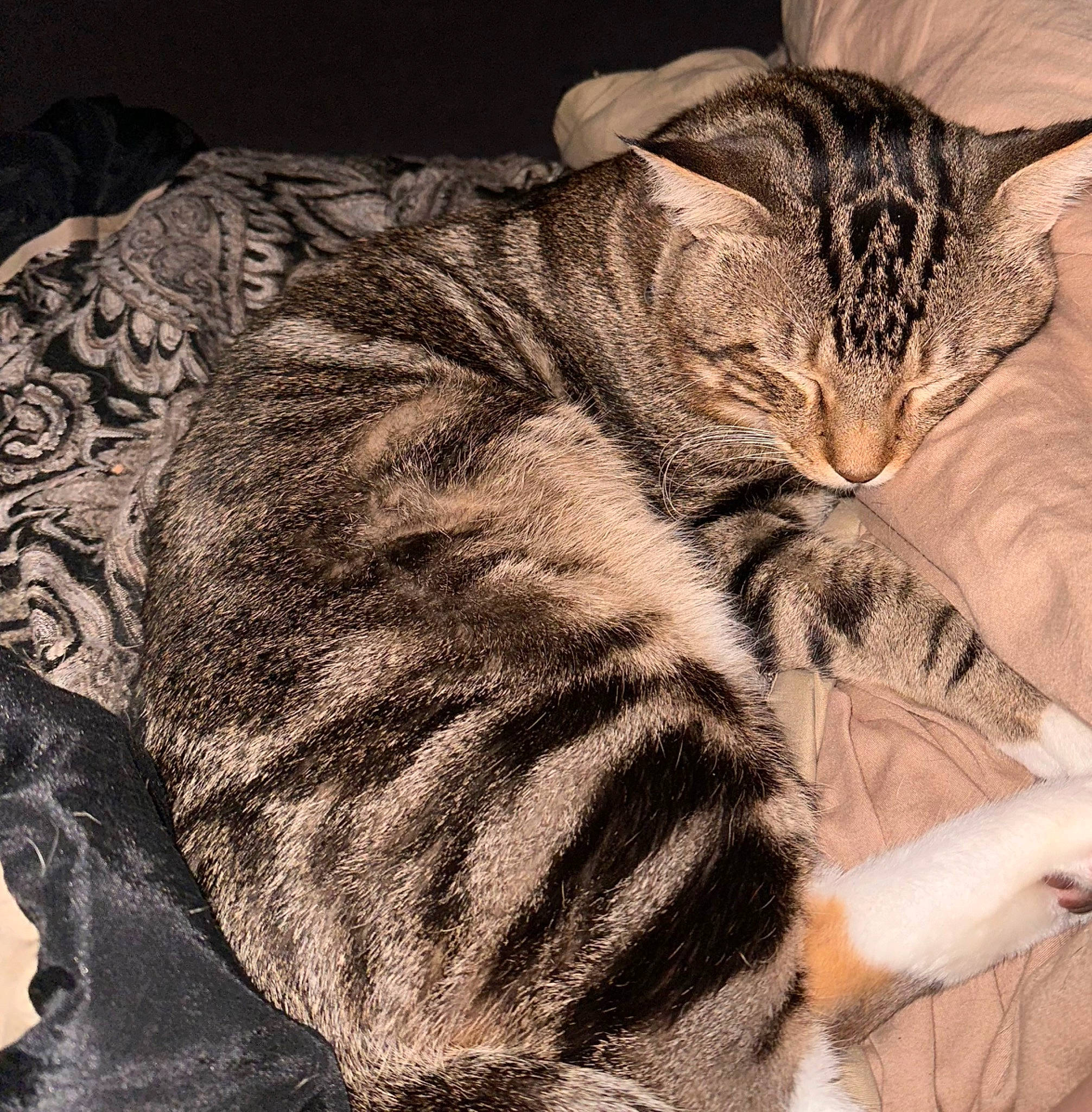Dino is registered to the contest to win money with this photo: art, carnivore, cat, claw, comfort, domestic_short_haired_cat, felidae, fur, gesture, human_body, nap, paw, small_to_medium_sized_cats, snout, tail, terrestrial_animal, textile, whiskers, wildlife, window