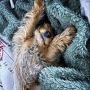 Reign is registered to the contest to win money with this photo: animal, bed, blanket, cozy, cute, dog, fur, fur_texture, indoors, nap, paw, pet, plush_toy, puppy, relaxed, resting, sleeping, snout, soft_texture, toy