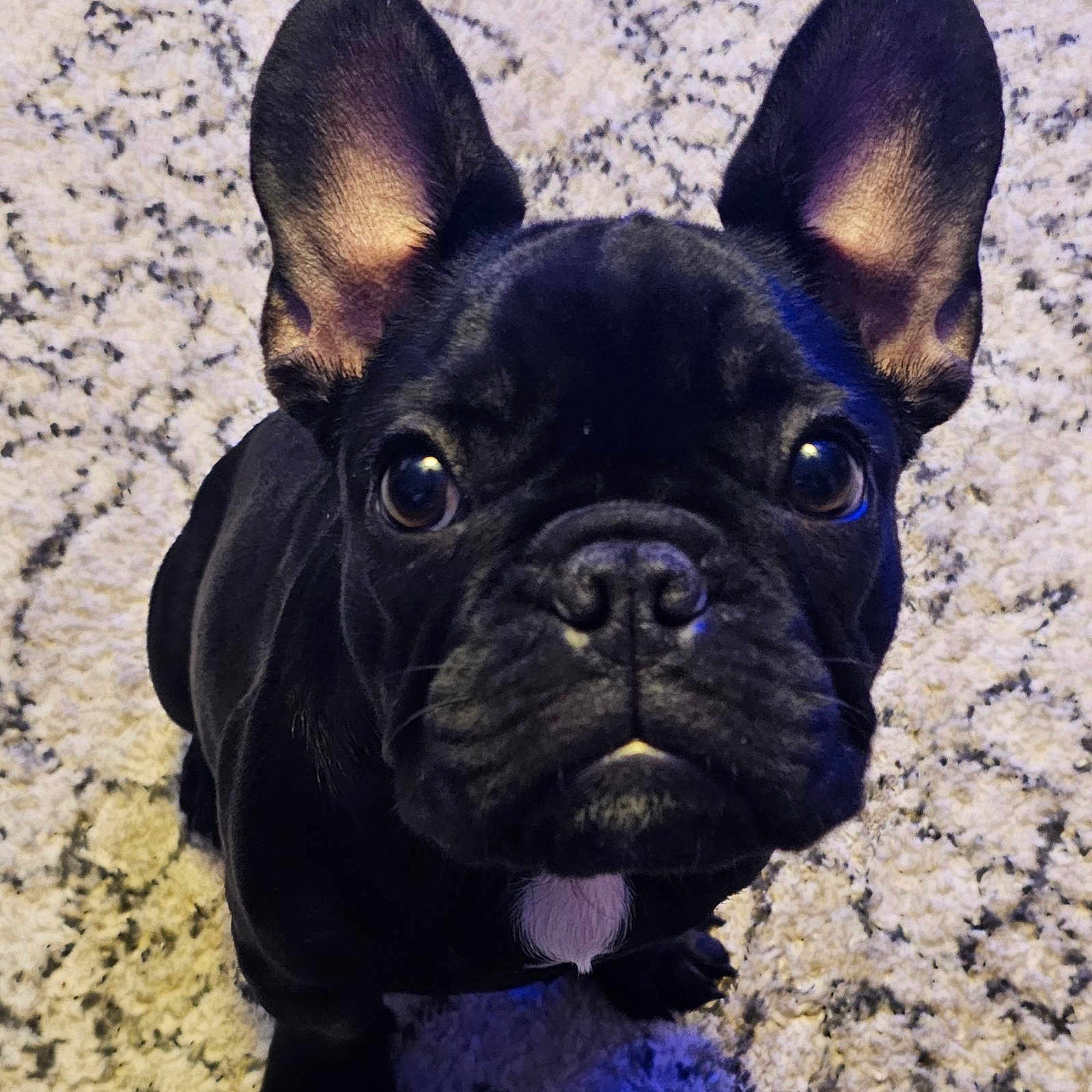 Chester