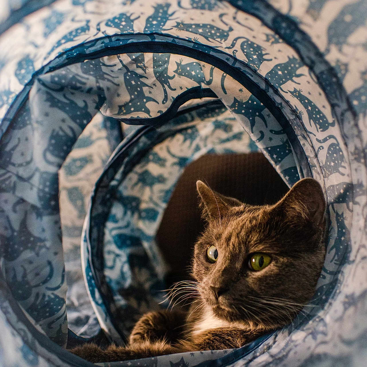 Luna joined the competition — help win amazing prizes! animal, cat, circular_frame, closeup, cozy, curious, cute, domestic_cat, feline, fur, green_eyes, indoor, patterned_fabric, pet, portrait, relaxed, resting, soft_lighting, tunnel, whiskers