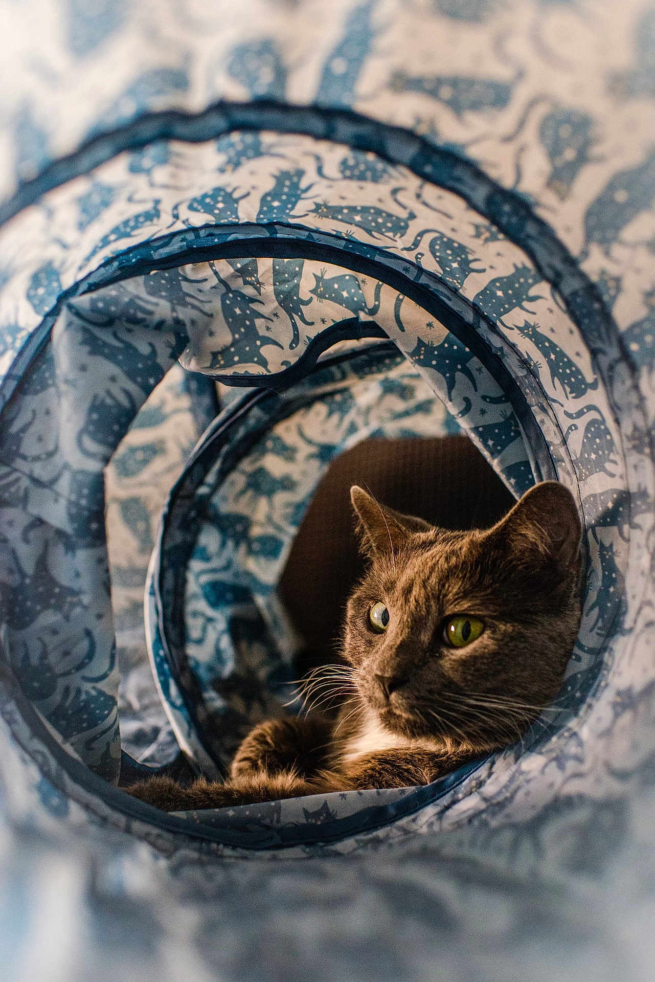 Luna joined the competition — help win amazing prizes! cat, feline, animal, pet, green_eyes, tunnel, patterned_fabric, cozy, indoor, relaxed, whiskers, fur, closeup, portrait, cute, resting, soft_lighting, circular_frame, domestic_cat, curious