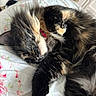 Spaz joined the competition — help win amazing prizes! cat, sleeping, tortoiseshell, fluffy, pet, bed, bedding, collar, indoor, fur, closeup, resting, cozy, animal, cute, whiskers, paw, domestic, relaxed, feline