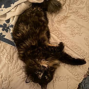 Spaz is registered to the contest to win money with this photo: cat, tortoiseshell, fluffy, bed, blanket, towel, upside_down, fur, indoor, green_eyes, curious, relaxed, pet, cozy, texture, laying, whiskers, soft, animal, resting