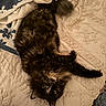cat, tortoiseshell, fluffy, bed, blanket, towel, upside_down, fur, indoor, green_eyes, curious, relaxed, pet, cozy, texture, laying, whiskers, soft, animal, resting