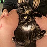 Spaz is registered to the contest to win money with this photo: cat, tortoiseshell_cat, pet, fur, animal, lap, person, clothing, sitting, indoor, relaxing, feline, long_hair, comfort, casual, hand, legs, cozy, curious, portrait