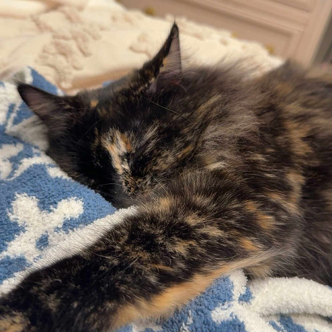 Spaz