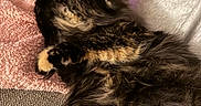 Spaz is registered to the contest to win money with this photo: cat, tortoiseshell, pet, hand, playing, cozy, blanket, furry, paw, relaxing, indoor, soft_texture, couch, fur, cute, comfort, animal, resting, domestic, touch