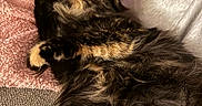 Spaz joined the competition — help win amazing prizes! animal, cat, closeup, companion, cozy, cute, fluffy, fur, hand, indoor, licking, paw, pet, pink_blanket, relaxed, resting, soft, tabby, texture, white_sleeve